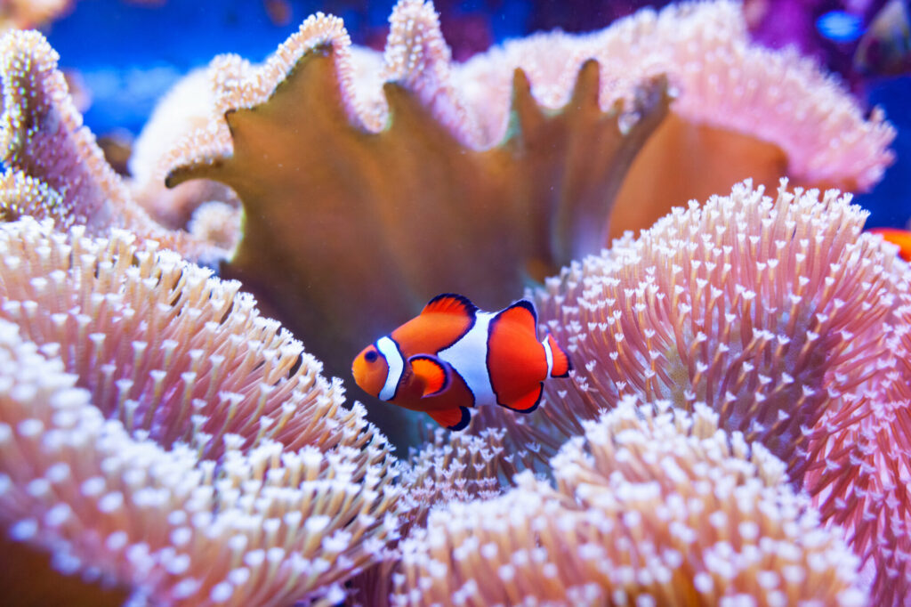 Poisson clown nageant dans les coraux, le monde sous-marin des mers tropicales